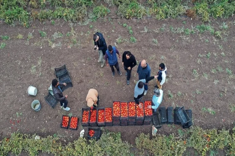 Salgında memleketine dönüp kiraladığı tarlada tonlarca domates üretmeye başladı