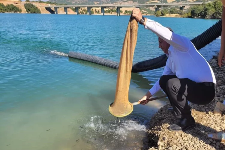 Tunceli’de gölete bir buçuk milyon sazan bırakıldı