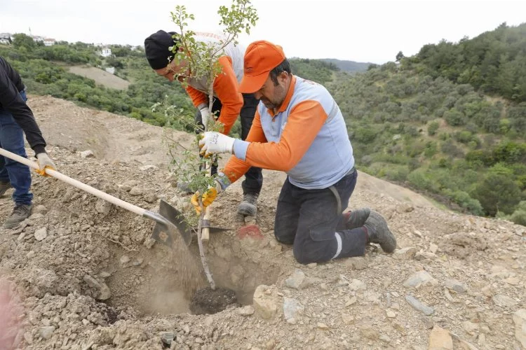 Seferihisar'da sakız ağacı dikimiyle tarım çeşitliliği yükseliyor