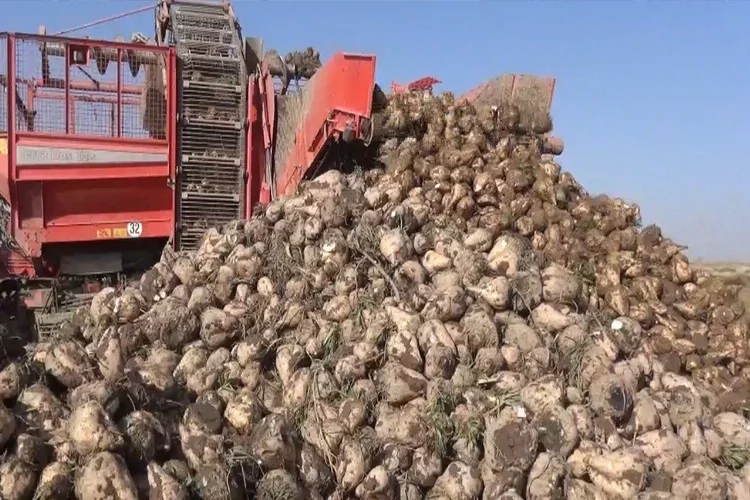 Konya'da 7 milyon ton pancar rekolte beklentisi