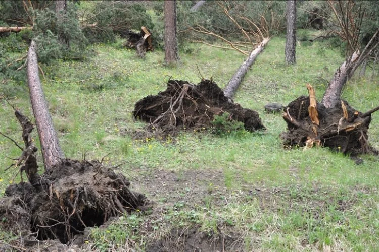 Sivas'ta etkili olan hortum ağaçları kökünden söktü