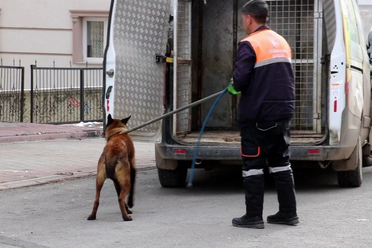 Sivas'ta tasmalı köpek dehşet saçtı