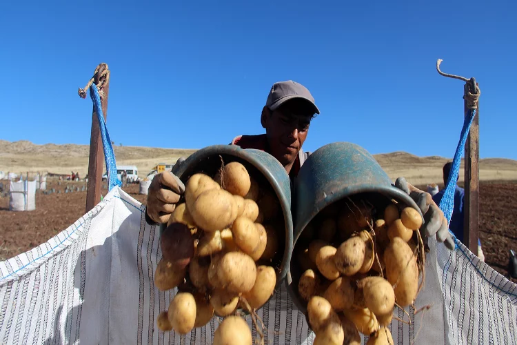 Sivas’ta patates üretiminde rekor bekleniyor