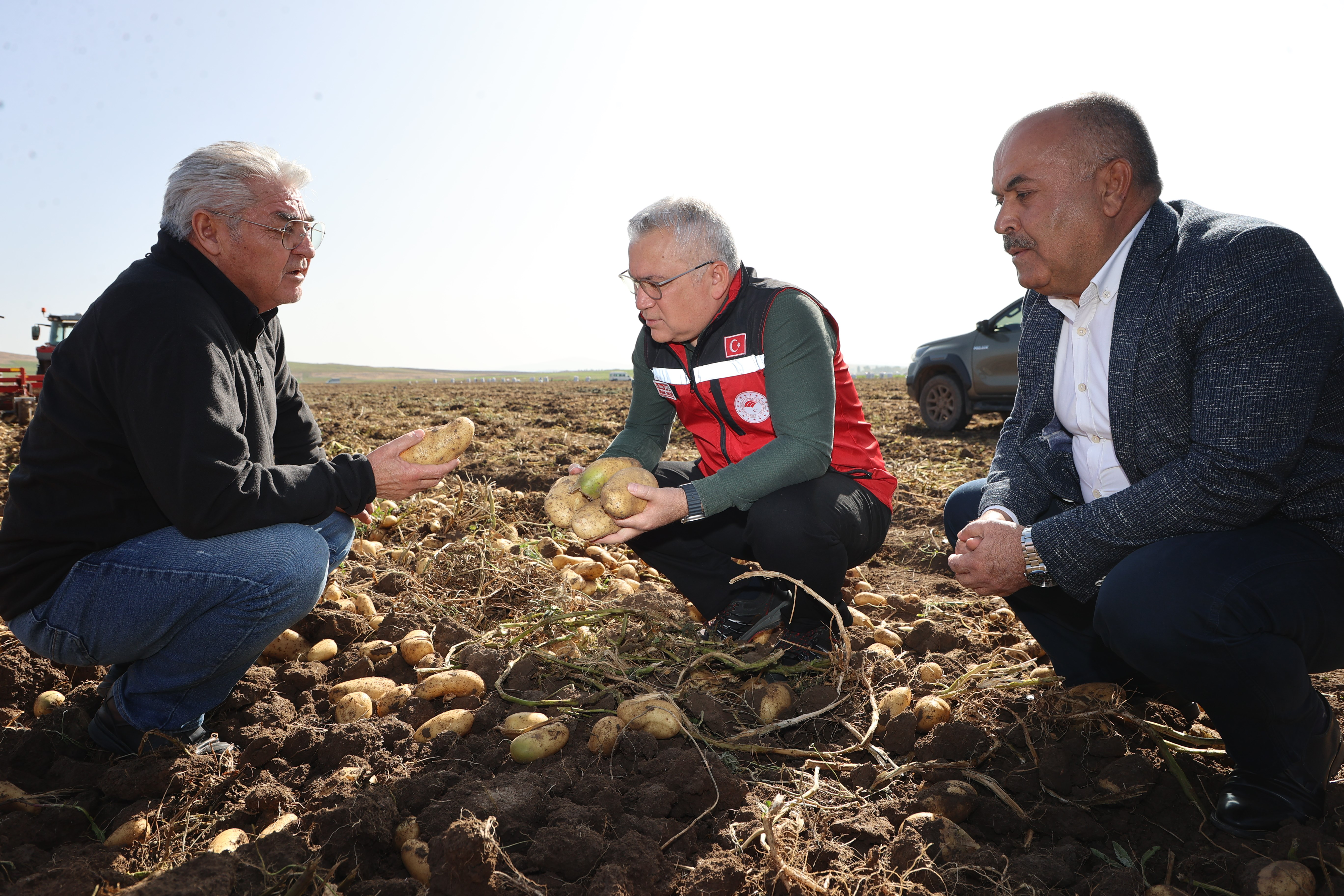 Sivas'ta patates hasadı başladı (2)