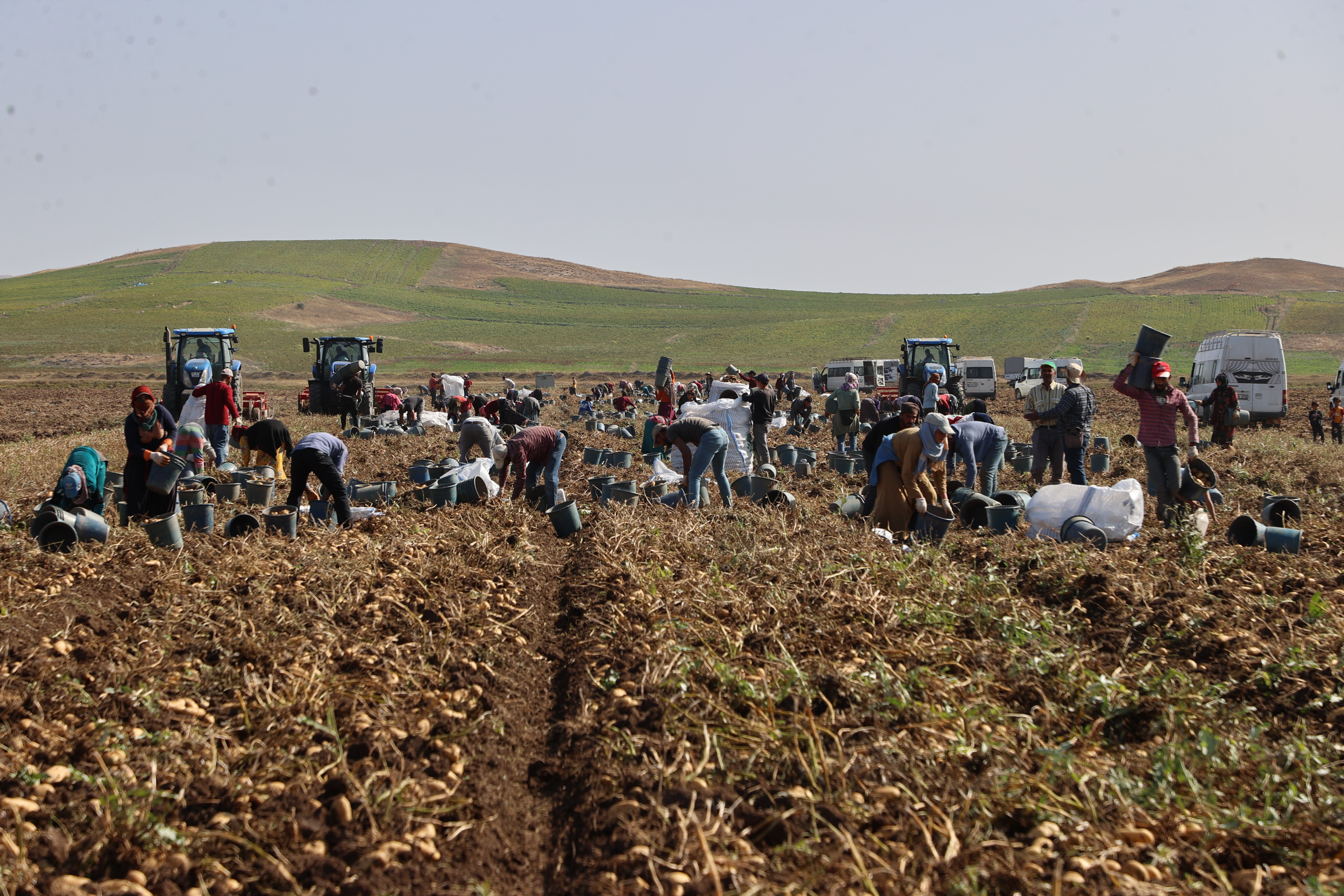 Sivas'ta patates hasadı başladı (4)