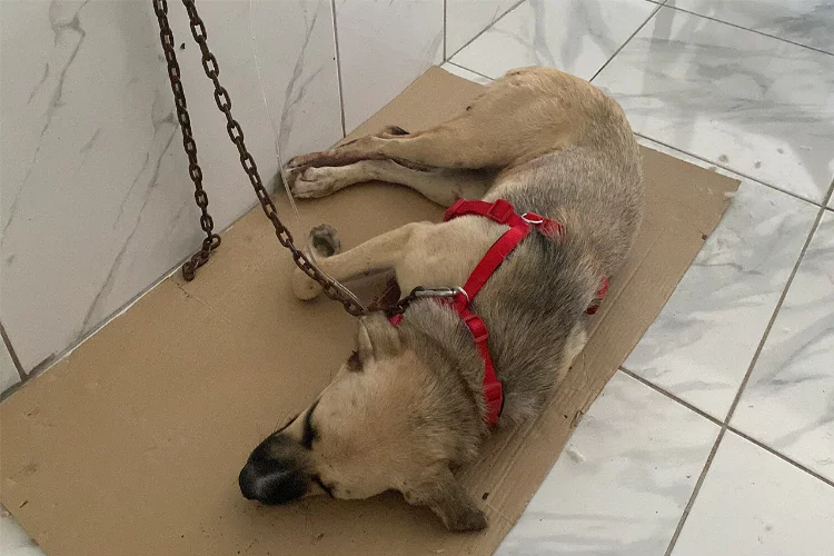 Yaralı halde bulunan köpeğin röntgen görüntüsü şoke etti