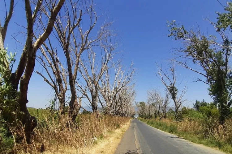 Söke Belediyesi kuruyan akçakavak ağaçlarını yeniden eski haline getirecek