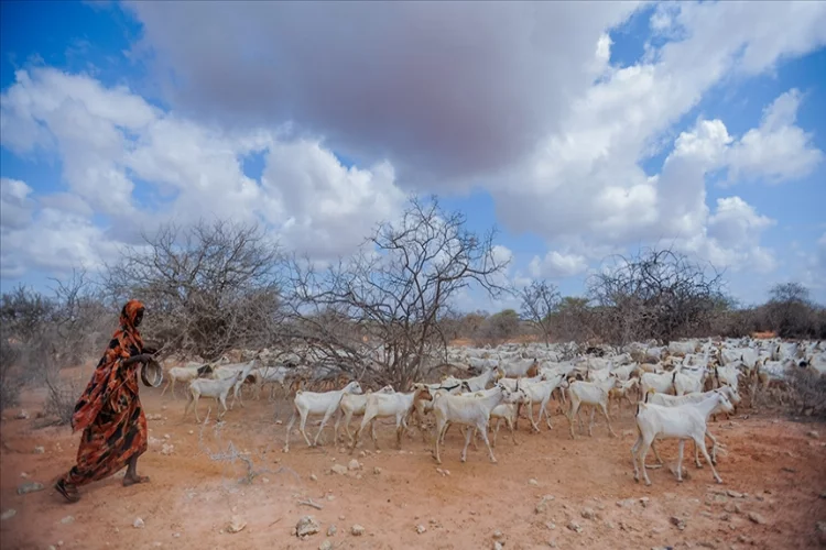 Somali'de göç durdurulamazsa kıtlık riski artacak