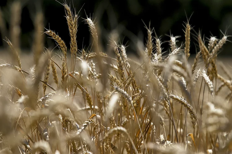 AB tahıl üretiminde kuraklık etkisi