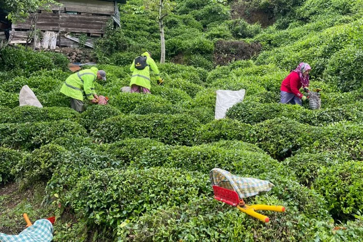Tarım ve Orman Bakanlığı açıkladı: 2024 yılı için kilogram başı yaş çay alım fiyatı belli oldu