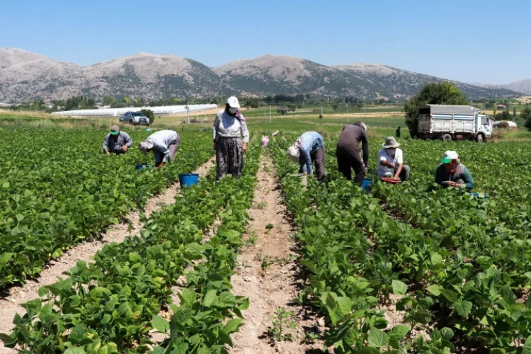 İSİG Meclisi: Tarım işçileri için ölüm ayı