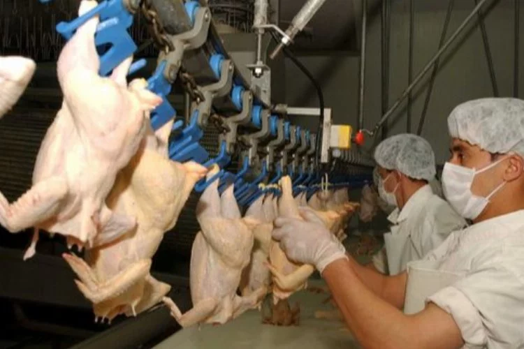 Tavuk eti üretimi azaldı!