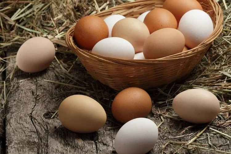 Tavuk yumurtası üretimi  arttı!