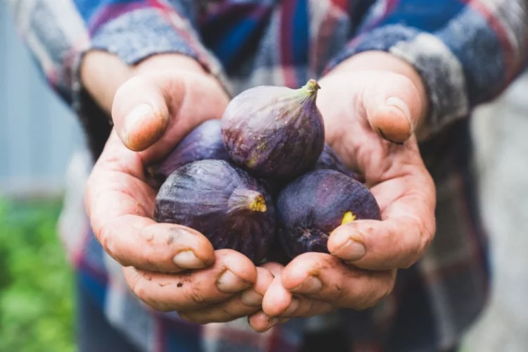 Taze incir dünyanın dört bir yanına ihraç ediliyor