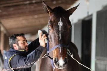 Milyon dolarlık atlar yarışlara 'at oteli'nde hazırlanıyor