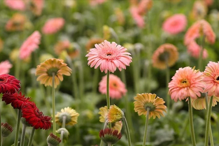Türkiye'de geçen yıl en çok üretilen kesme çiçek türü belli oldu