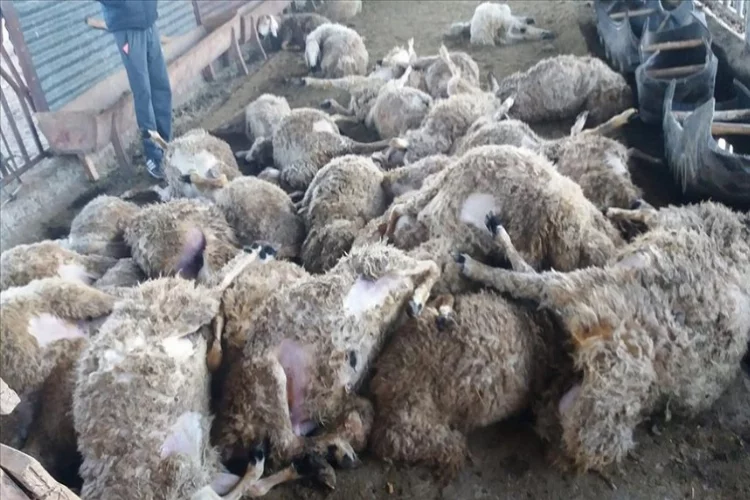 Sivas'ta ağıla giren kurt koyunları telef etti