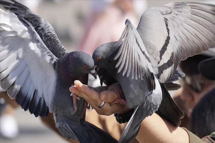 Kuş besleyenler dikkat! Akciğer hastalığı gelişebilir