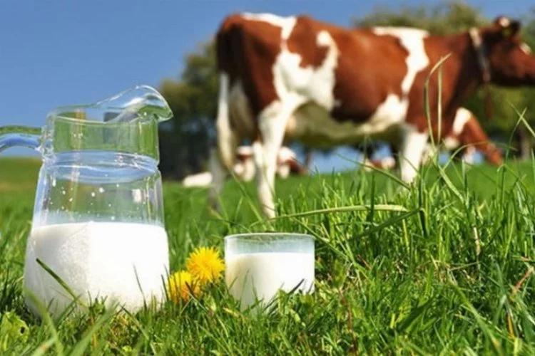 TÜİK açıkladı:Toplanan inek sütü miktarı arttı
