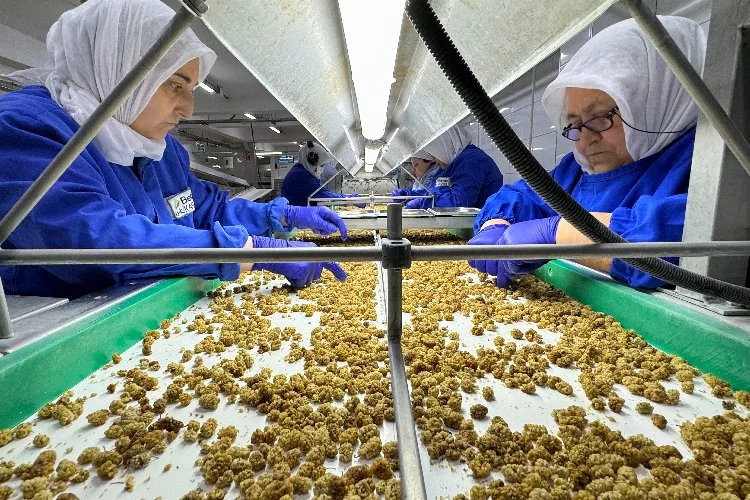 Türk organik sektörünün yeni ihracat hedefi 2 milyar dolar