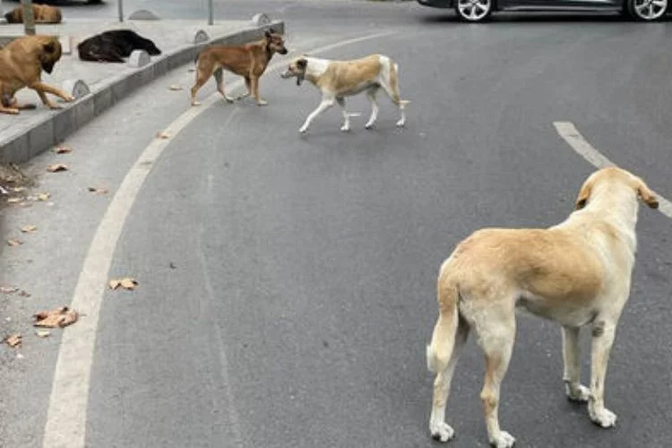 Türkiye’de en çok başı boş köpek İzmir’de!