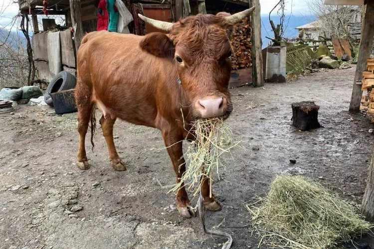 Türkiye-Gürcistan sınırında firari inek alarmı