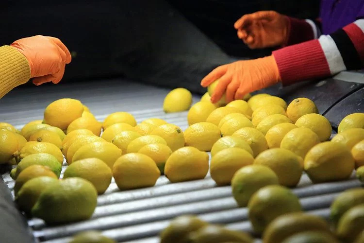 Türkiye Ziraat Odaları Birliği: Limon üreticisinin mağduriyeti devam ediyor!