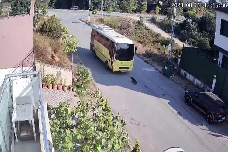 Tuzla’da özel halk otobüsü yolda yatan köpeği ezdi geçti