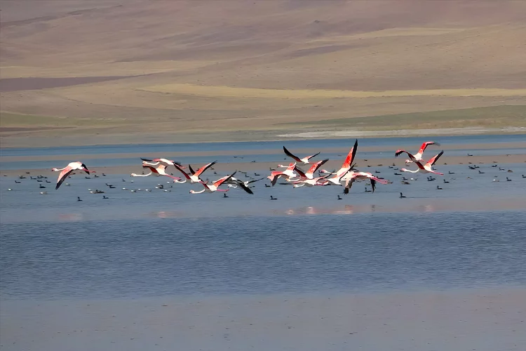 Van'daki Erçek Gölü flamingoların gözde mekanı oldu