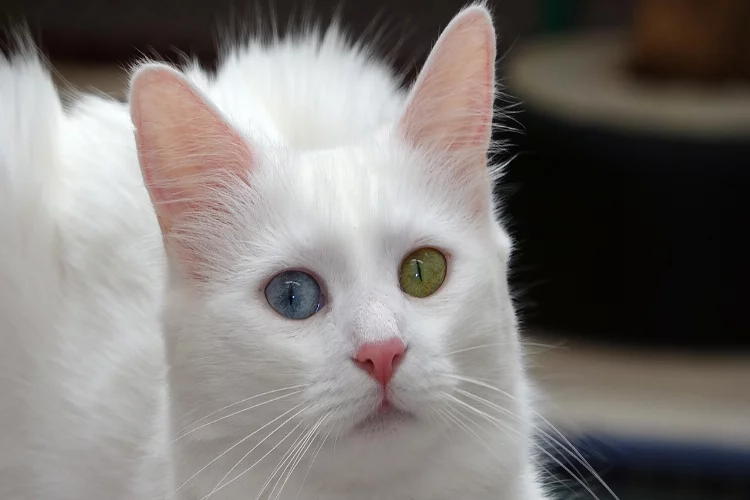 Kazakistanlı psikolog: “Kedilerden insana pozitif enerji geçiyor”