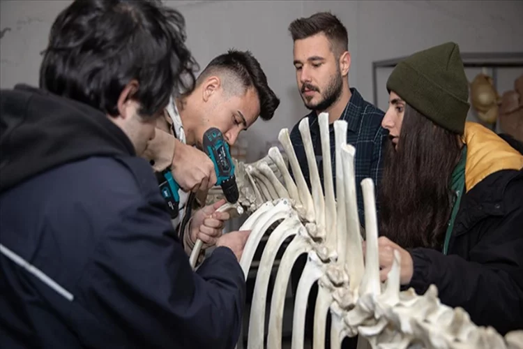 Veterinerlik öğrencileri uygulamalı ders için sığır iskeleti yaptı