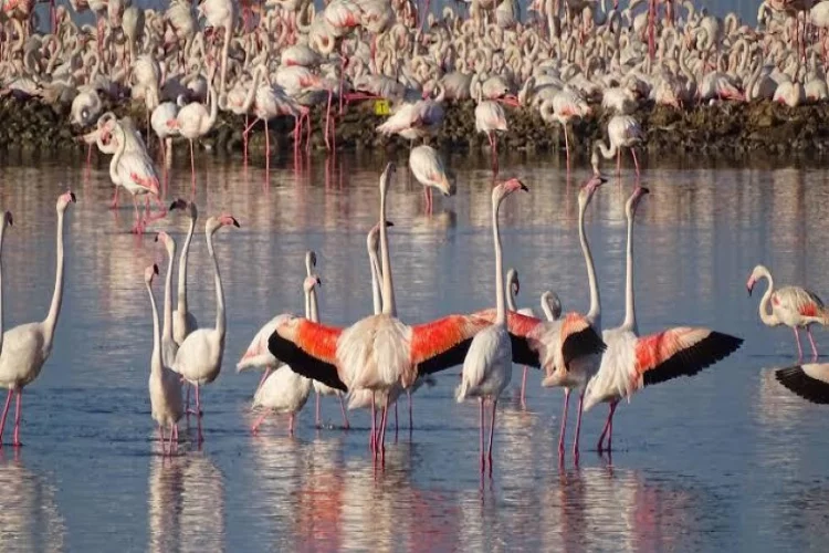 Yavru flamingolar Gediz Deltası'nda hayata merhaba diyor