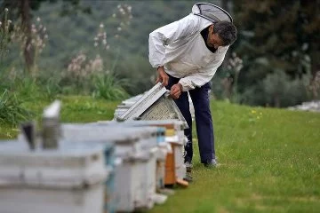 "Yalancı bahar" ve zirai ilaçlar arı ölümlerine yol açıyor