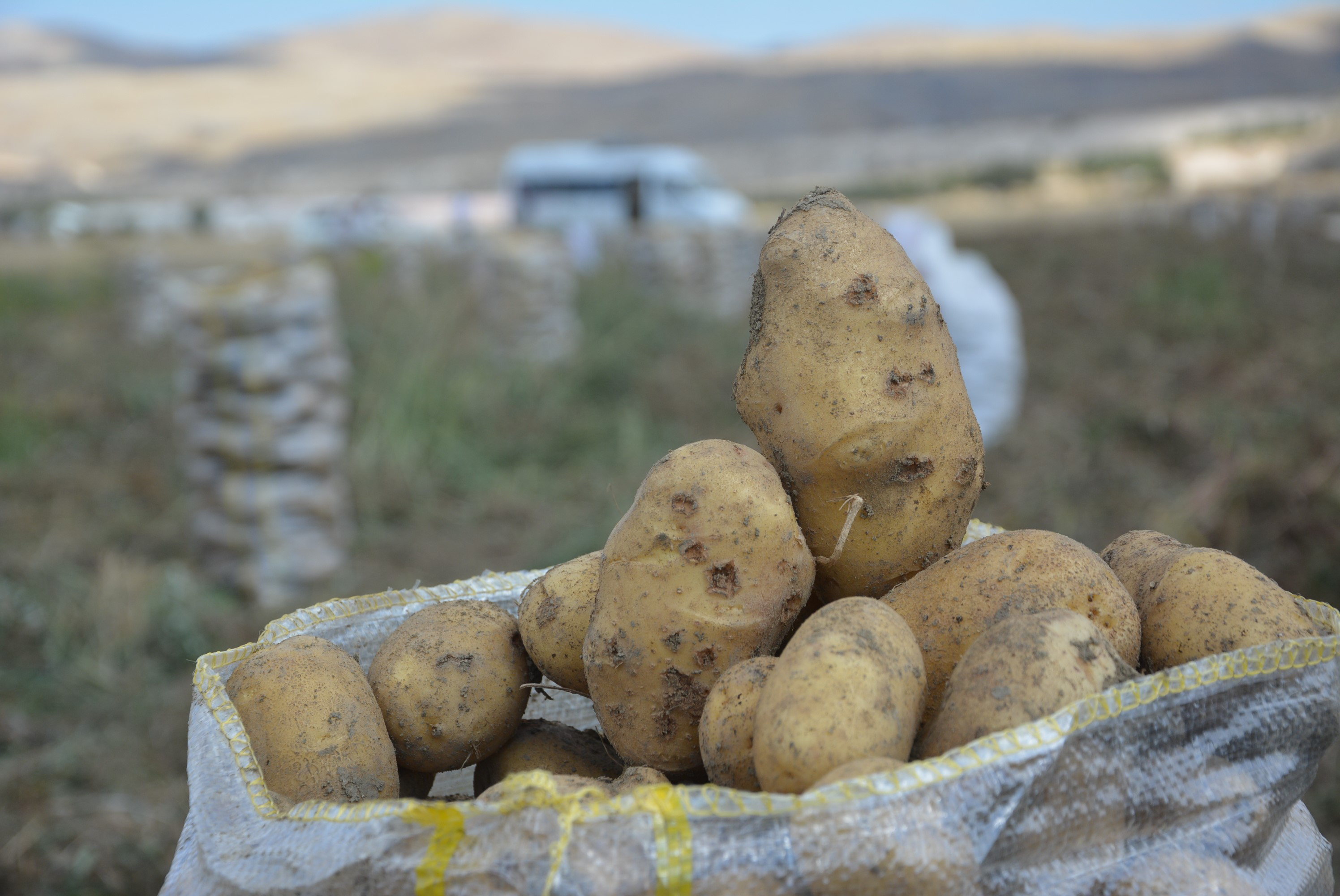 Yaylada patates hasadı sona erdi (3)