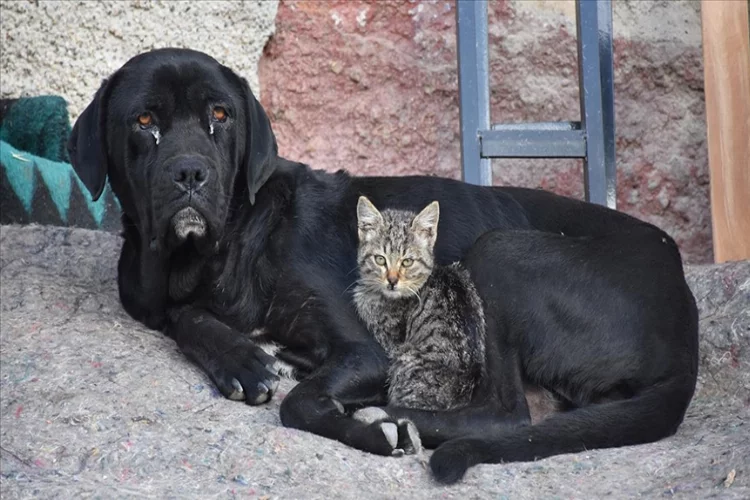 Yavruları ölen köpek, kediye annelik yapıyor