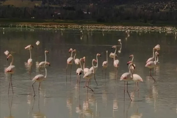 Yarışlı Gölü'nü flamingolar hareketlendirdi